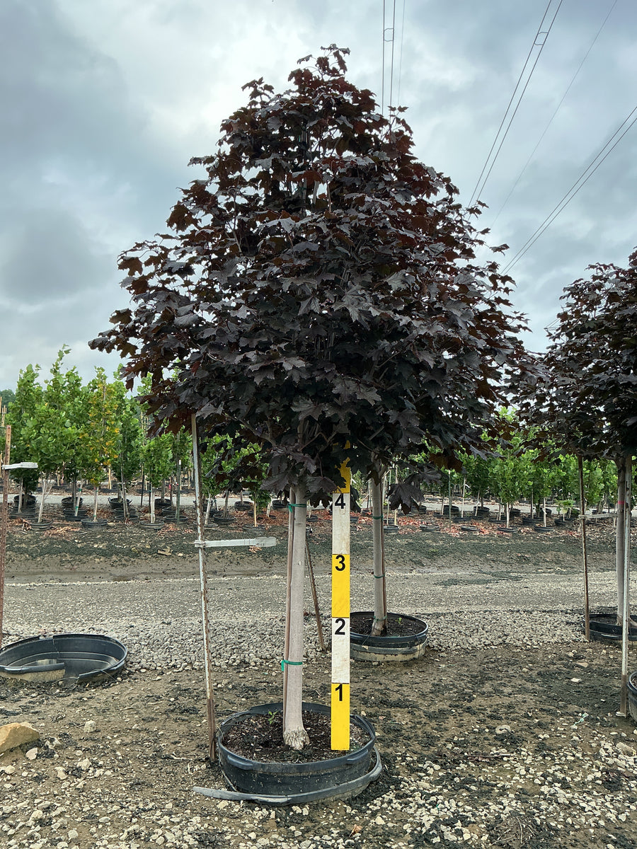 Acer platanoides 'Crimson King' â€” G45 2.5