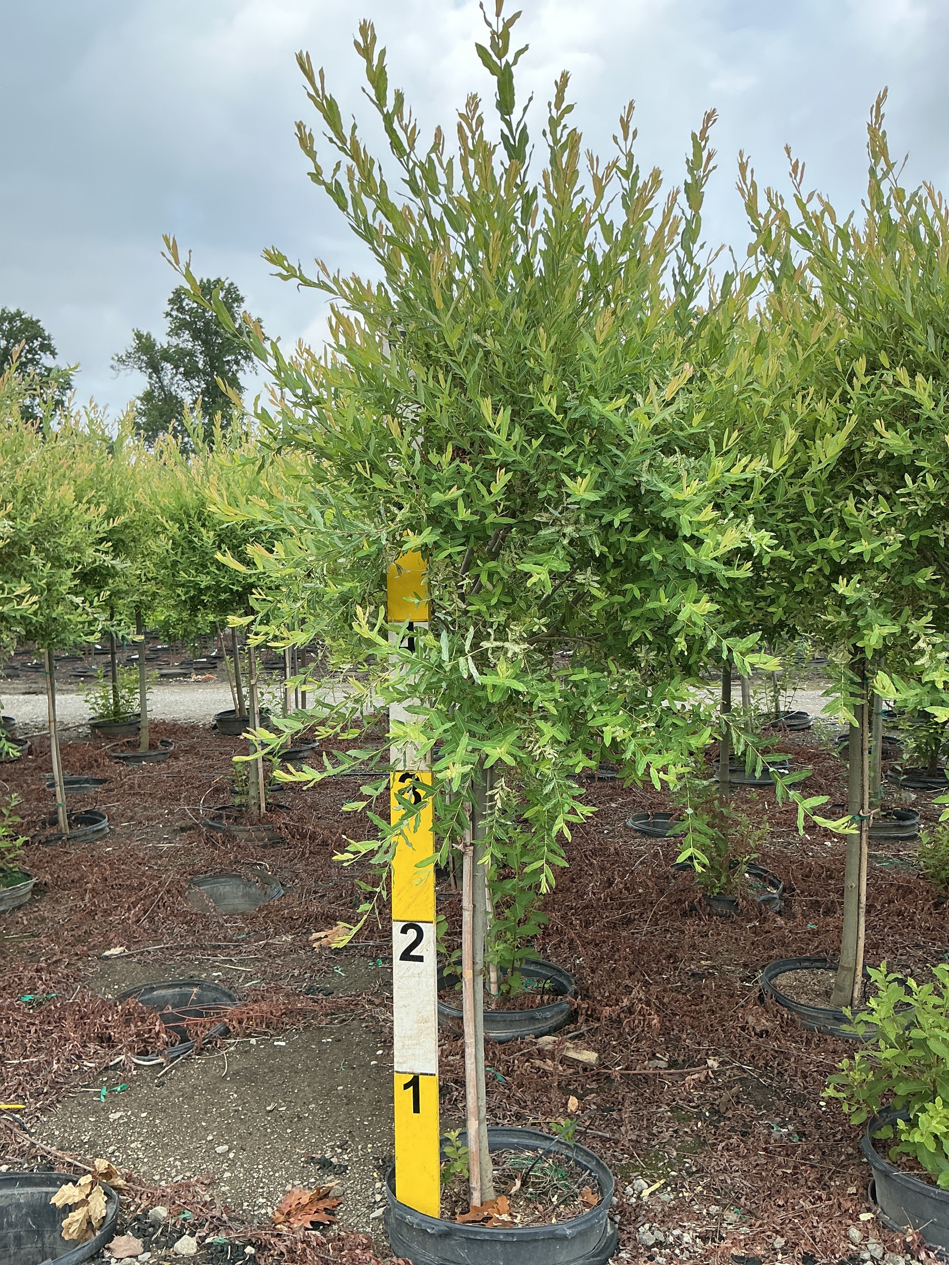 Salix integra 'Hakuro Nishiki'
