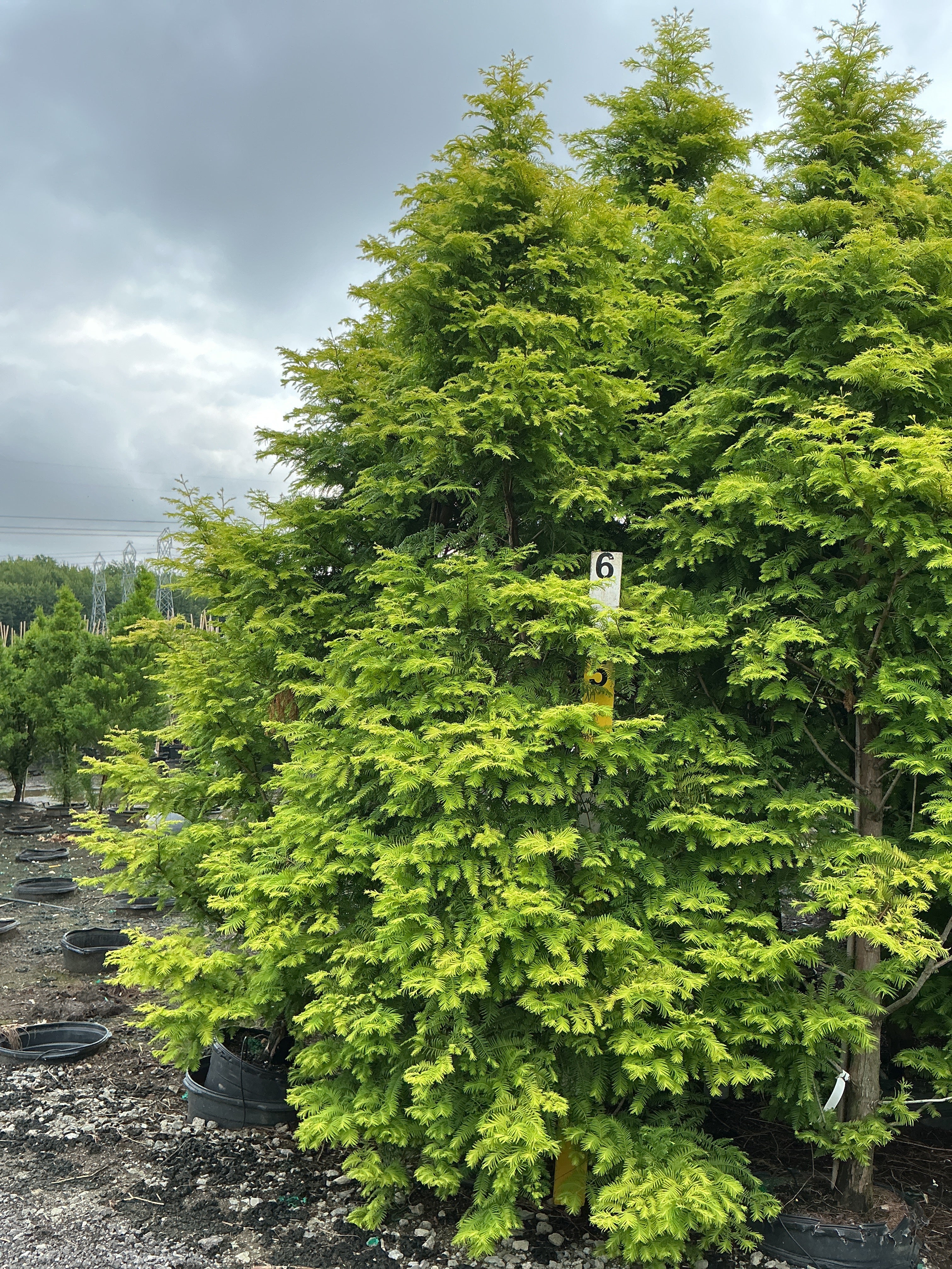 Metasequoia glyptostroboides 'Amber Glow'