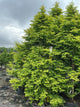 Metasequoia glyptostroboides 'Amber Glow'