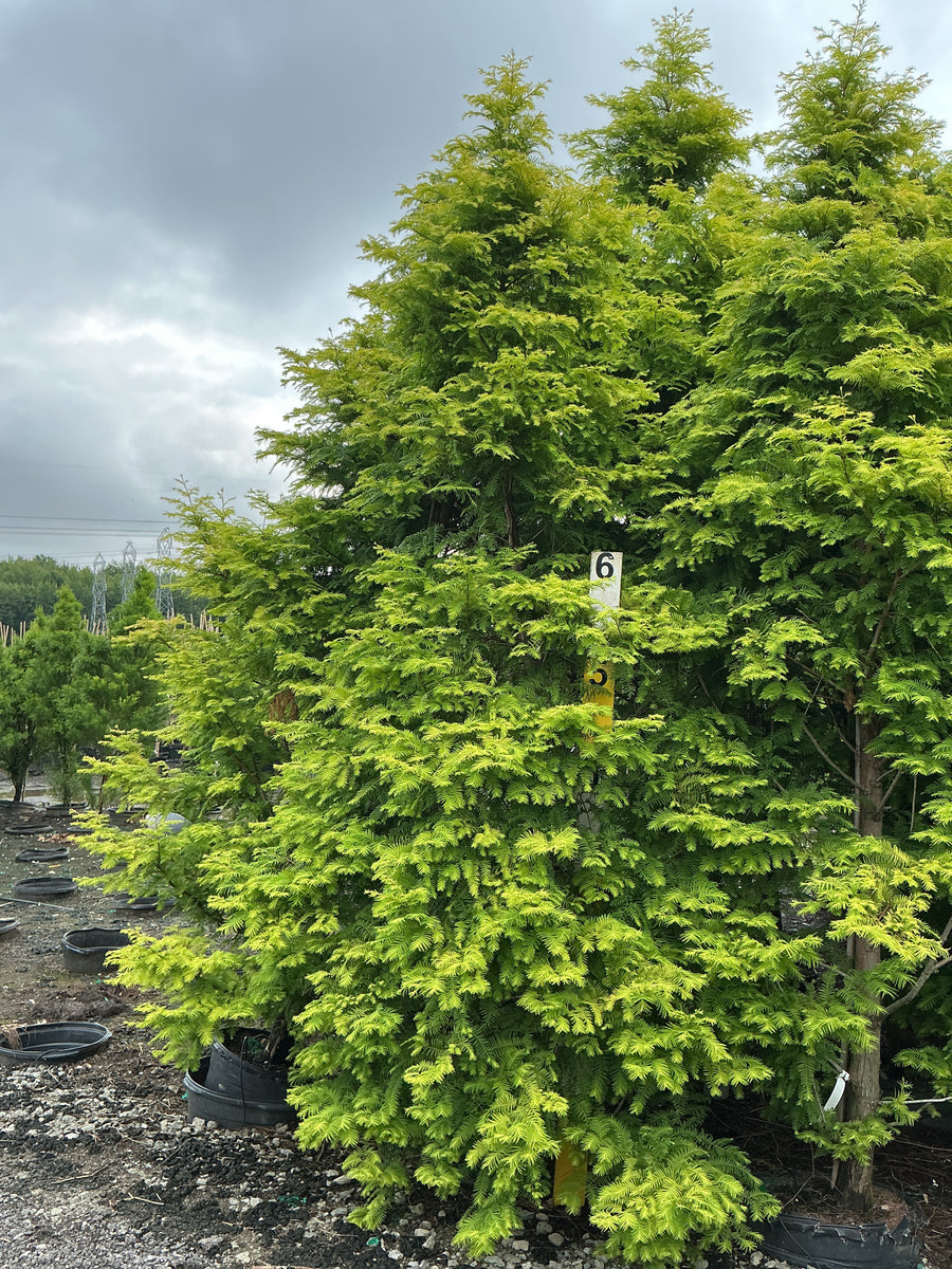 Metasequoia glyptostroboides 'Amber Glow' â€” G15 72