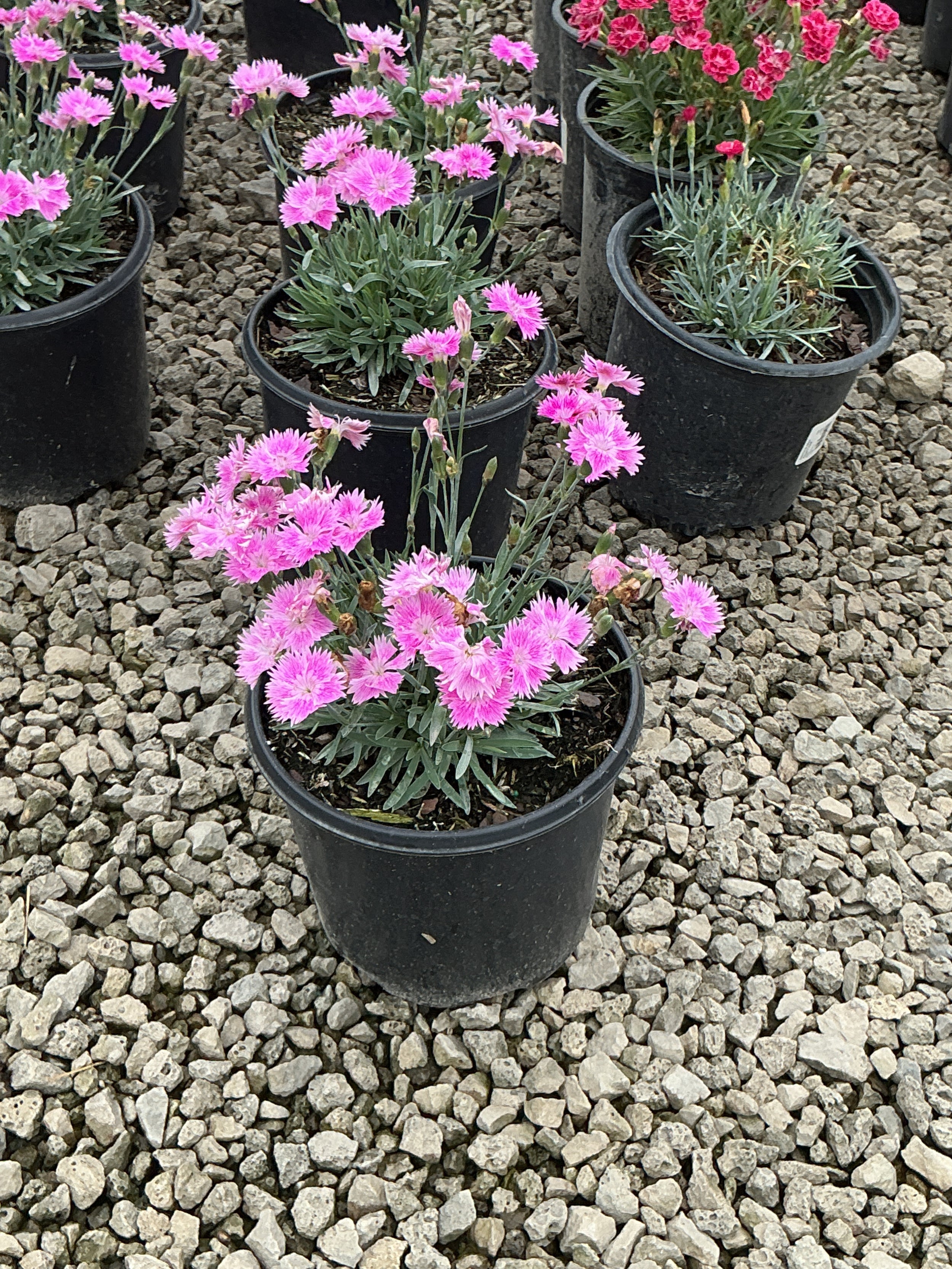 Dianthus 'Everbloom Watermelon Ice'