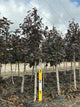 Acer platanoides 'Crimson King'