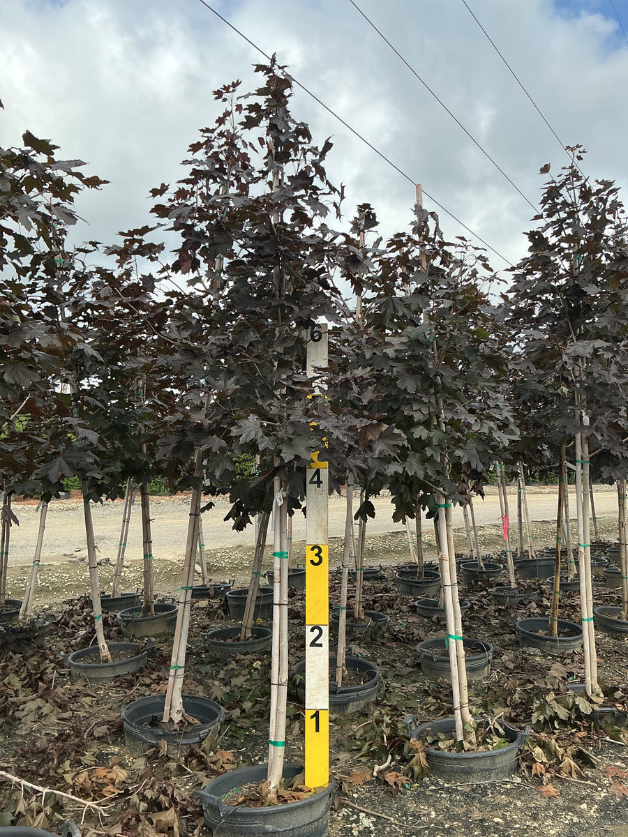 Acer platanoides 'Crimson King' â€” G15 84