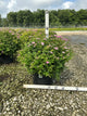 Spiraea japonica 'Little Princess'