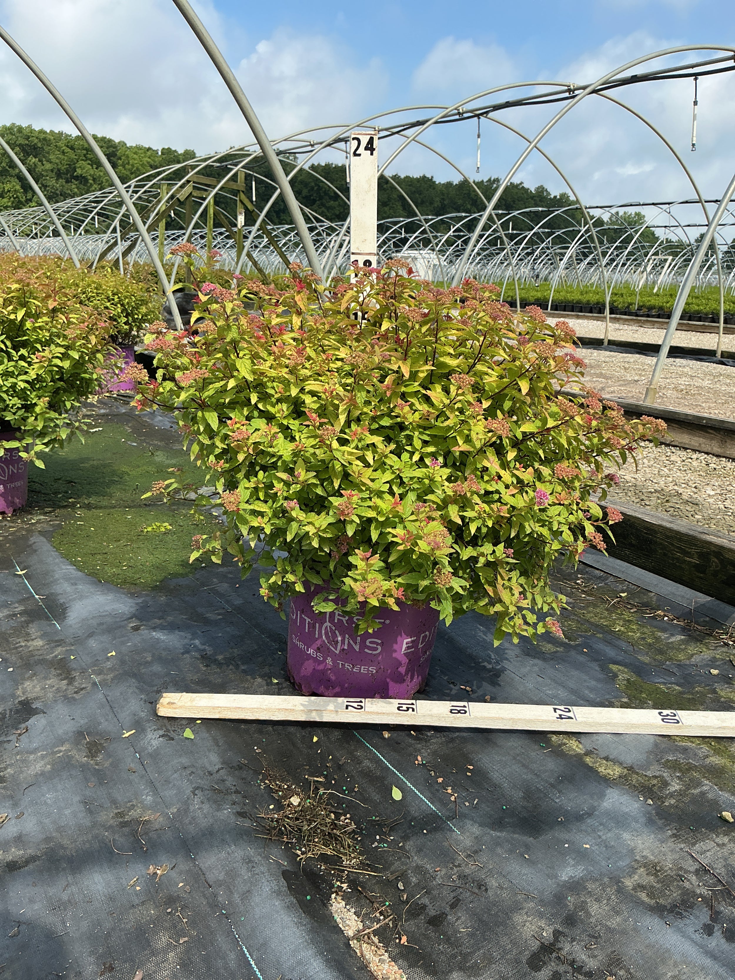 Spiraea JAP 'Little Spark'