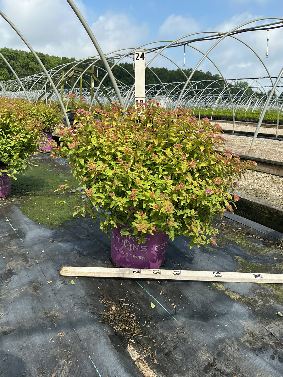 Spiraea JAP 'Little Spark' â€” G3 15