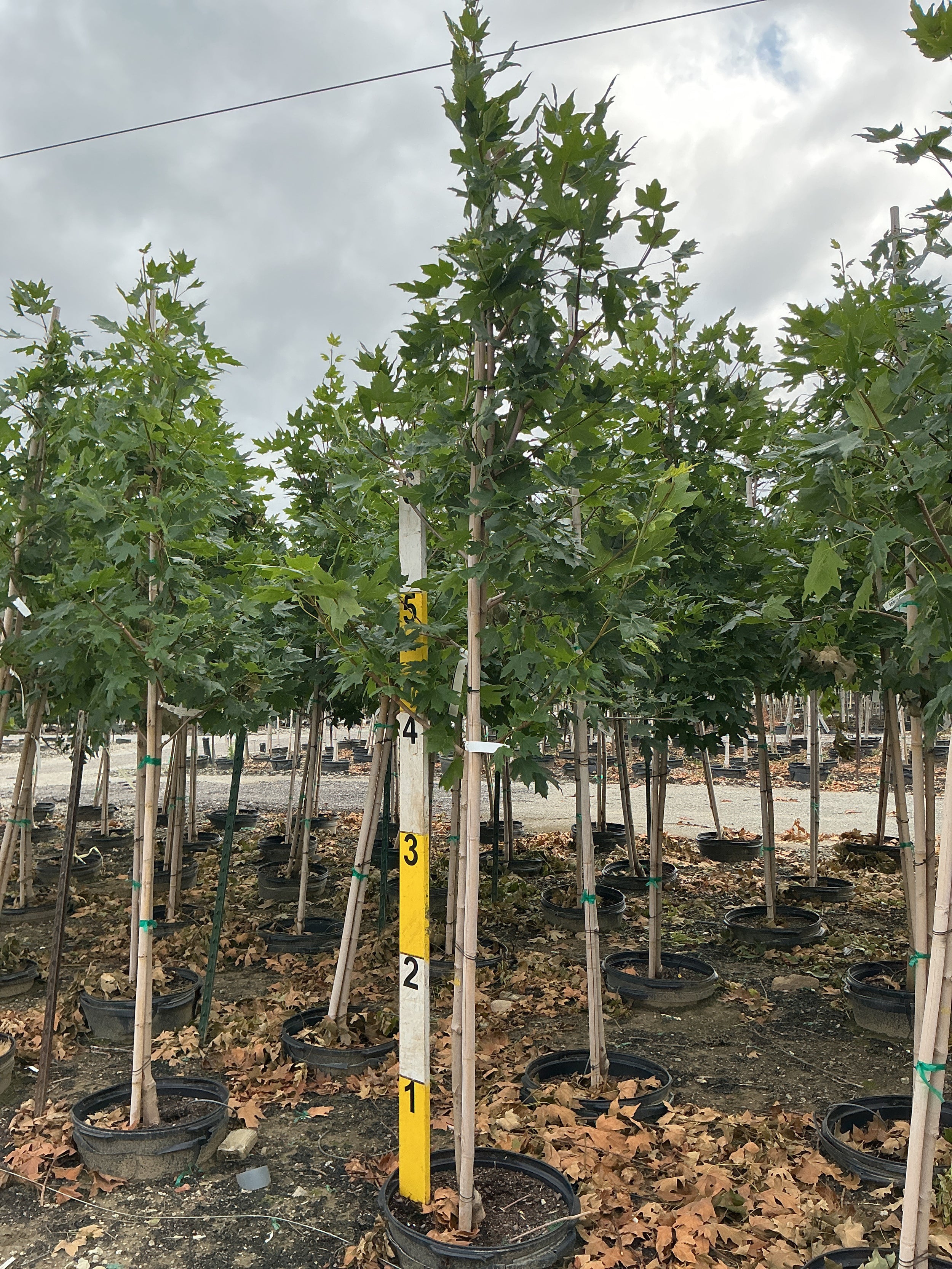 Acer saccharum 'Legacy'