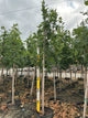 Acer saccharum 'Legacy'