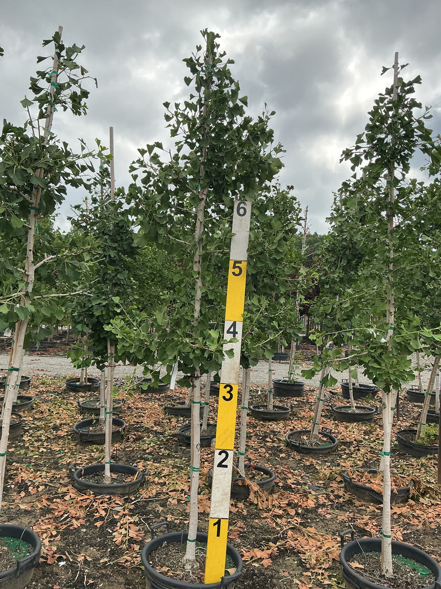 Ginkgo biloba 'Princeton Sentry' â€” G15 72