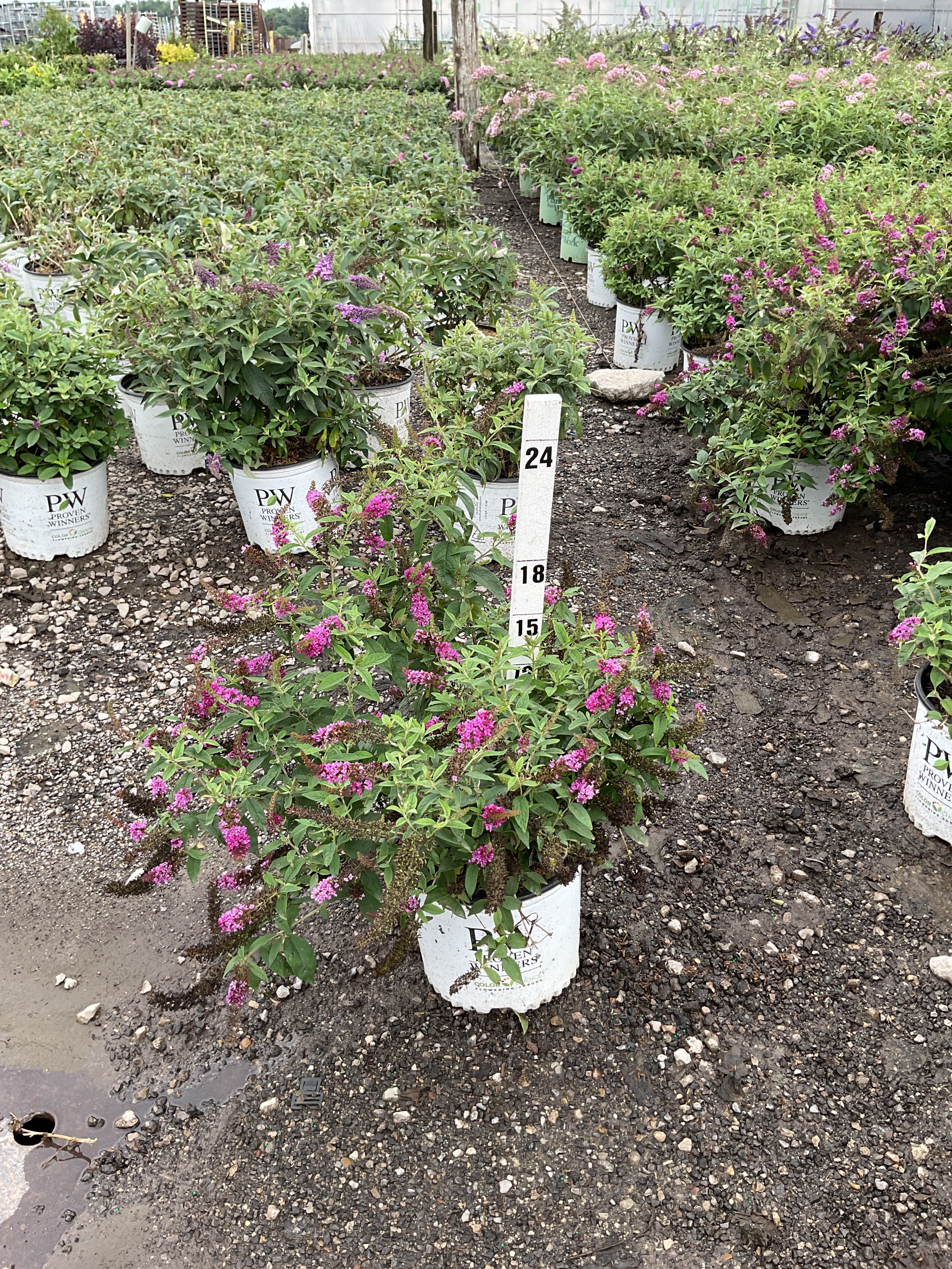 Buddleia 'Lo-Behold Ruby Chip'