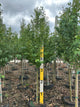 Cercidiphyllum japonicum
