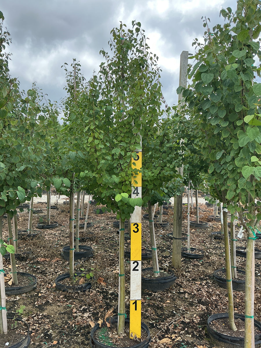 Cercidiphyllum japonicum â€” G15 84