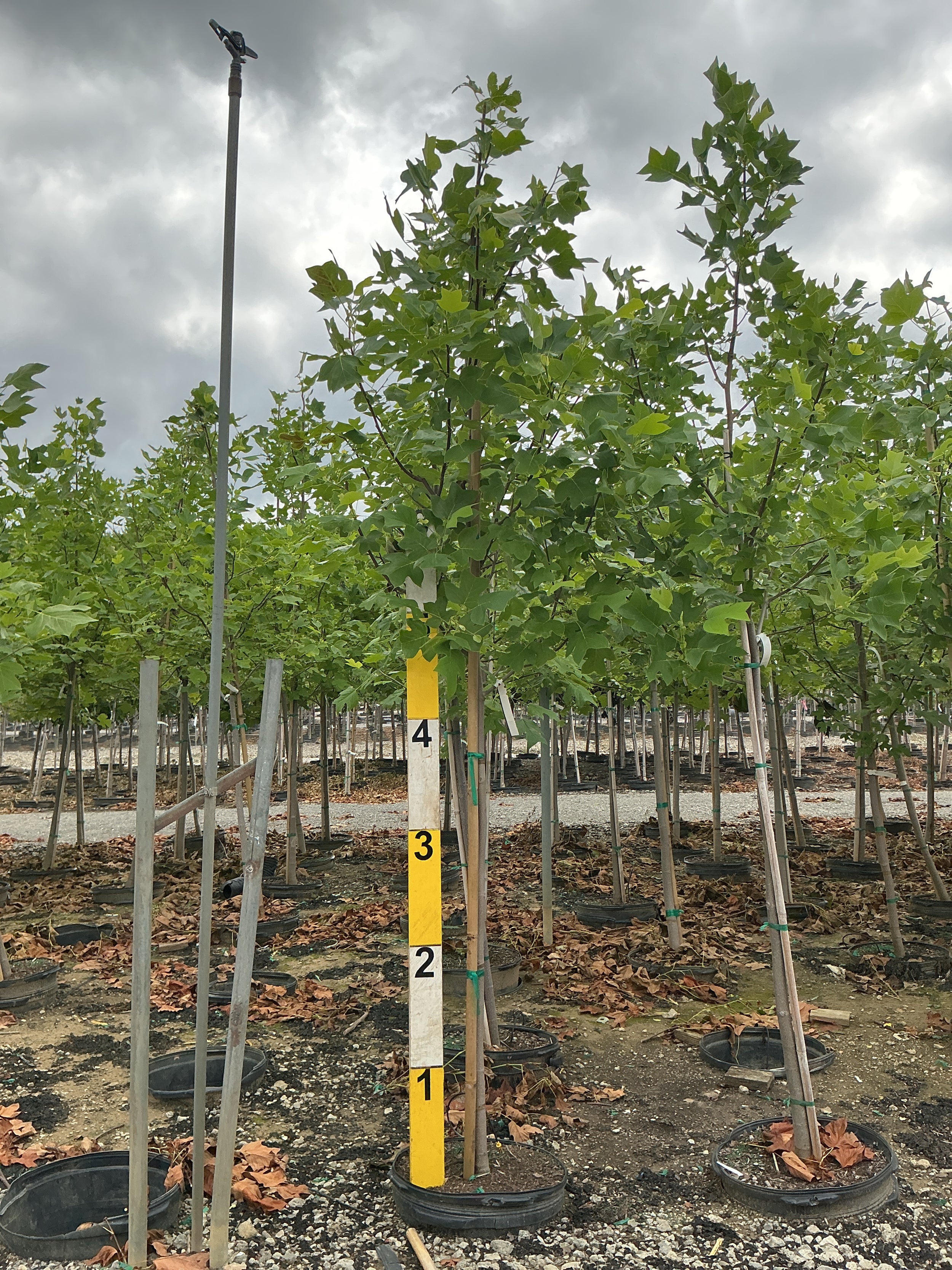 Liriodendron tulipifera