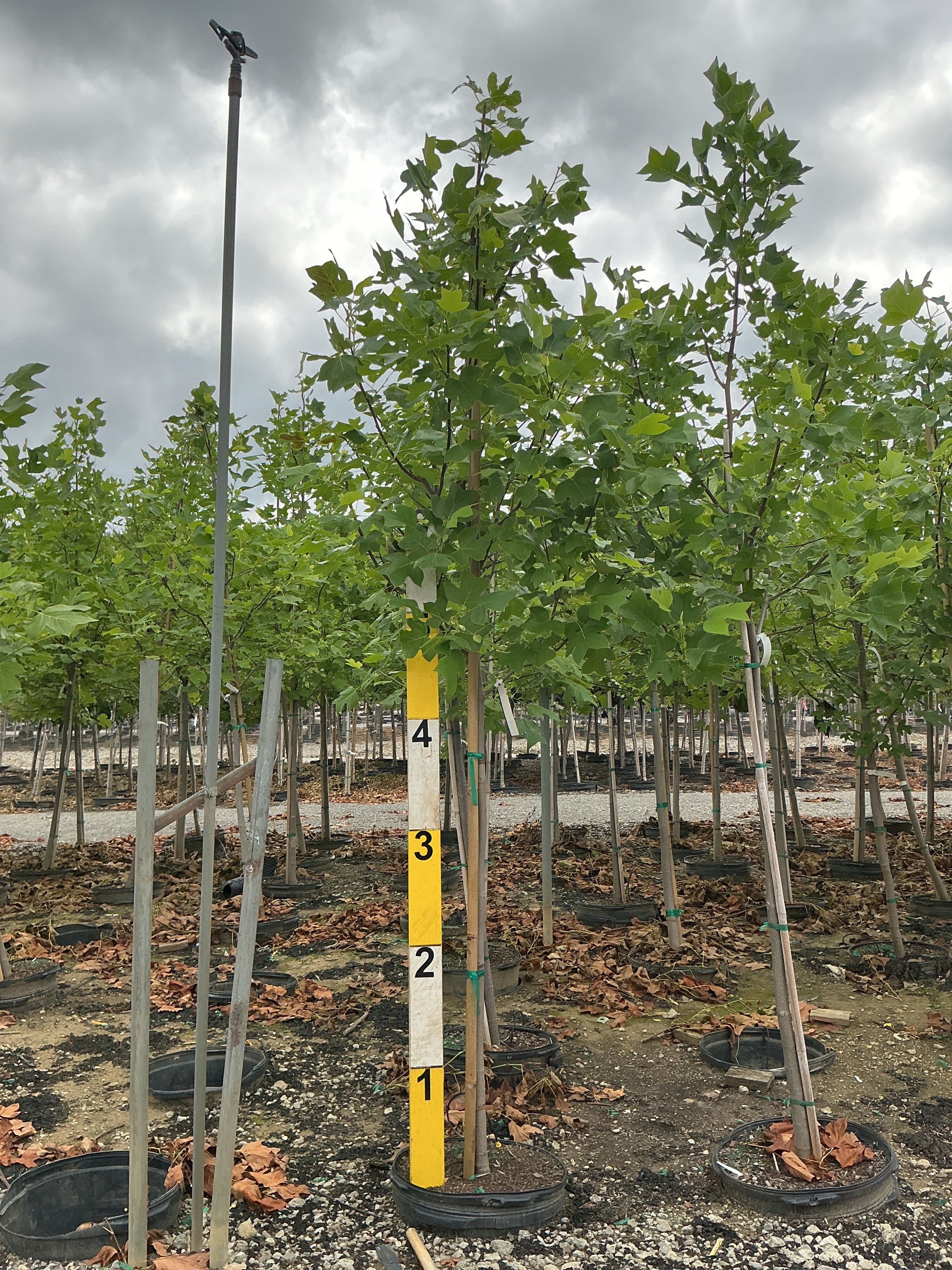 Liriodendron tulipifera