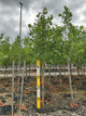 Liriodendron tulipifera