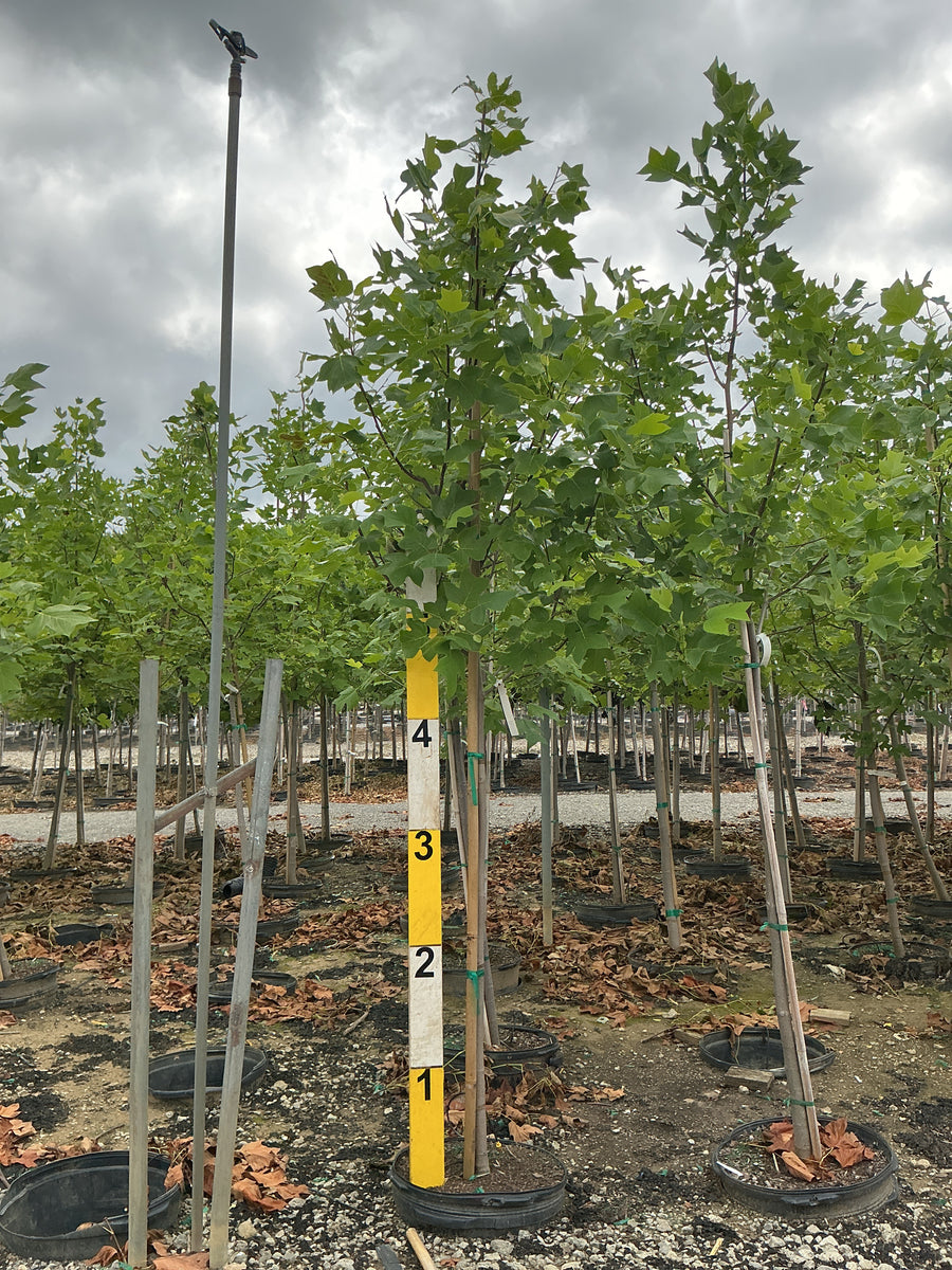 Liriodendron tulipifera â€” G15 84