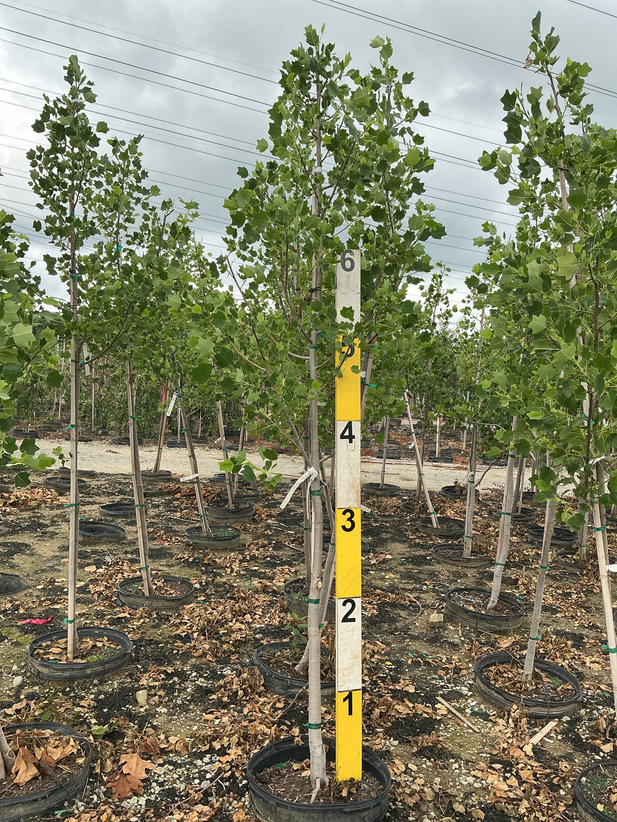 Liriodendron tulipifera 'Little Volunteer'