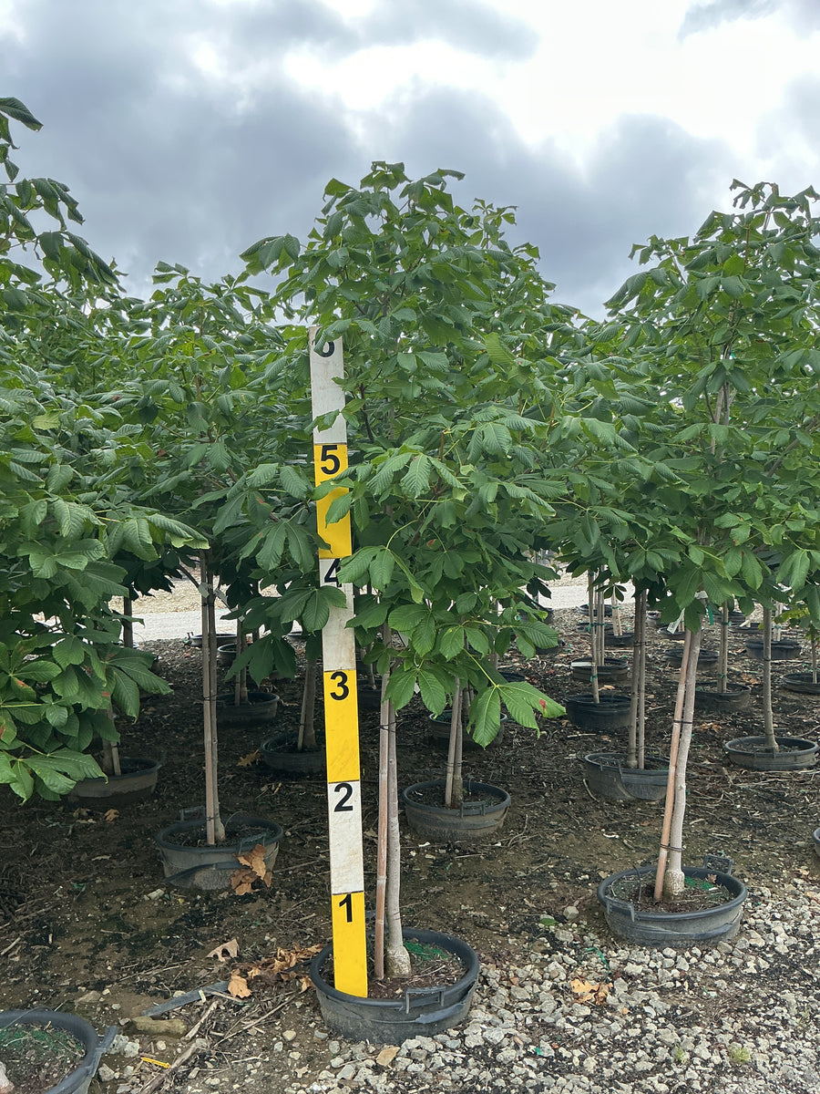 Aesculus x carnea 'Fort McNair' â€” G15 72