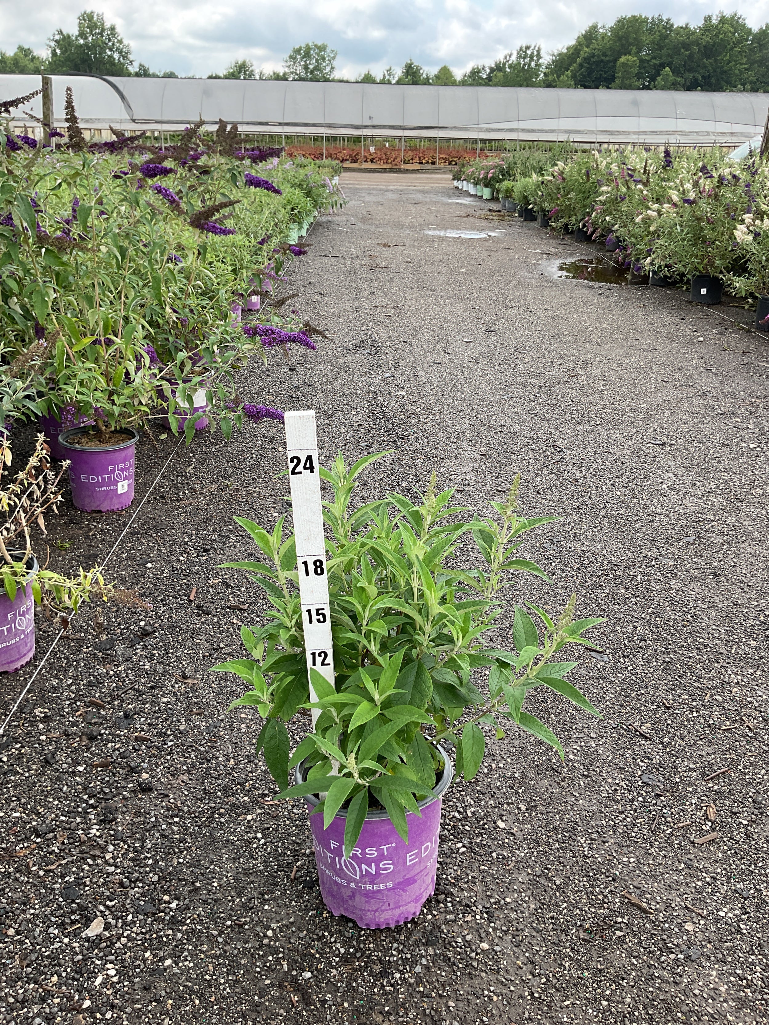 Buddleia funky 'Fuchsia'