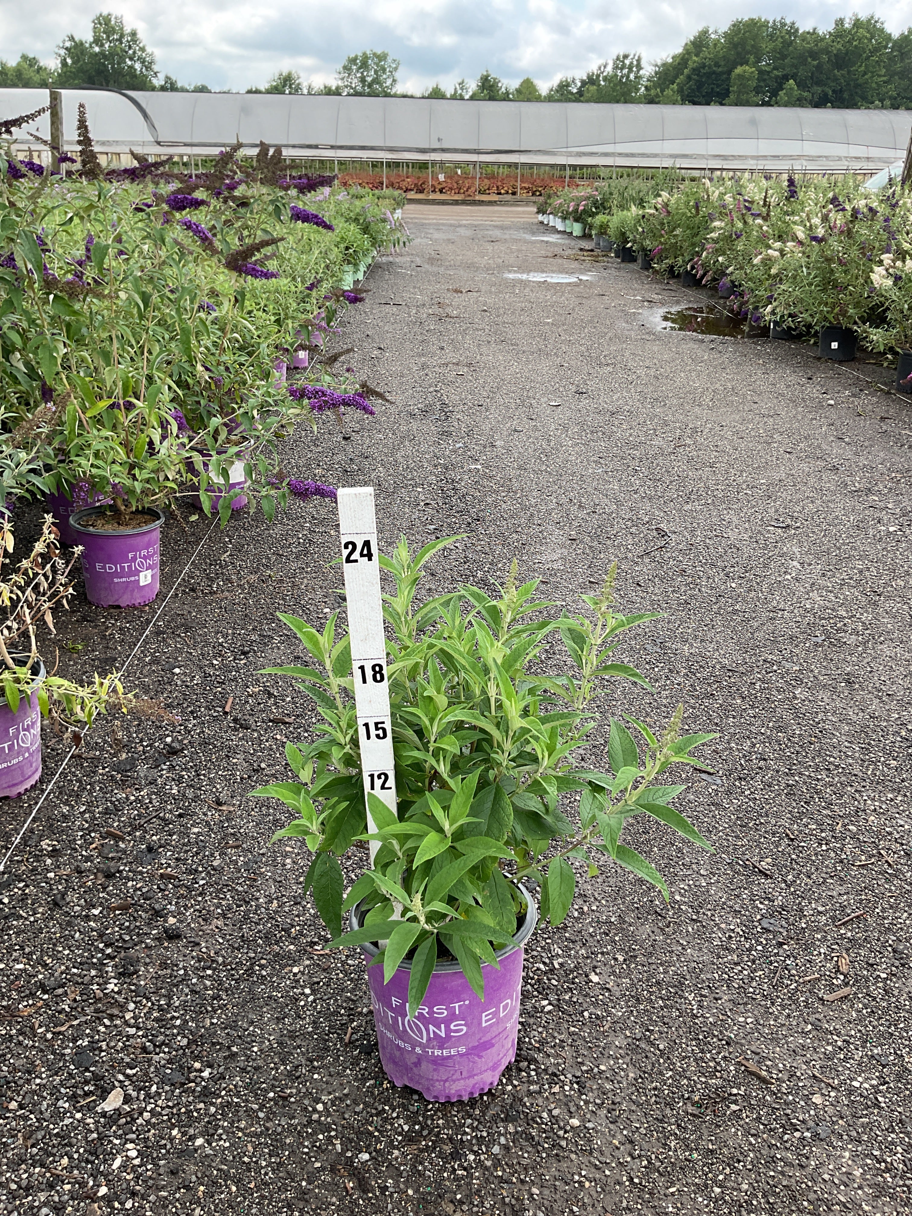 Buddleia funky 'Fuchsia'