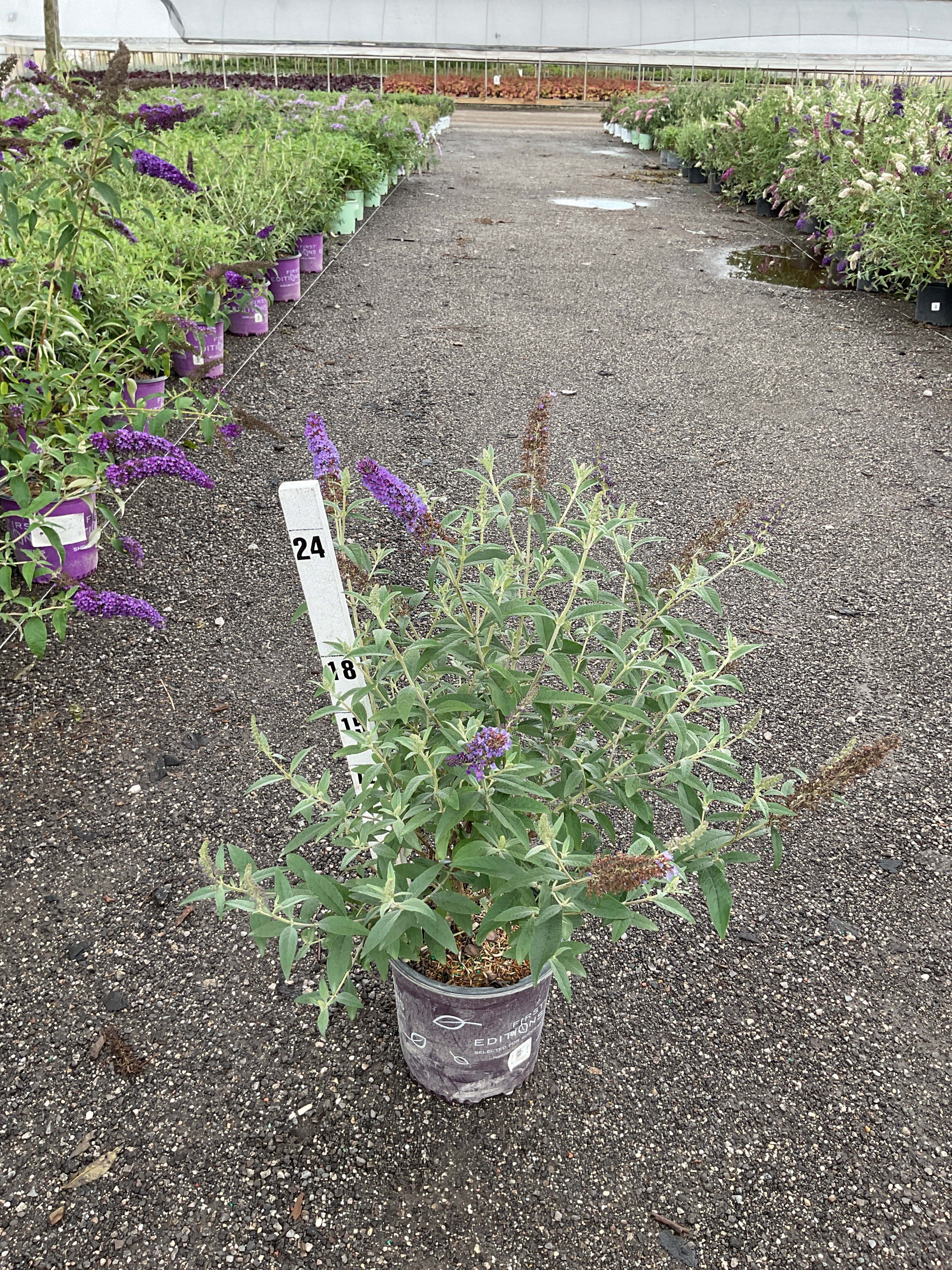 First Editions® · Willoway Nurseries