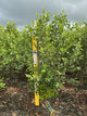 Betula nigra 'City Slicker'