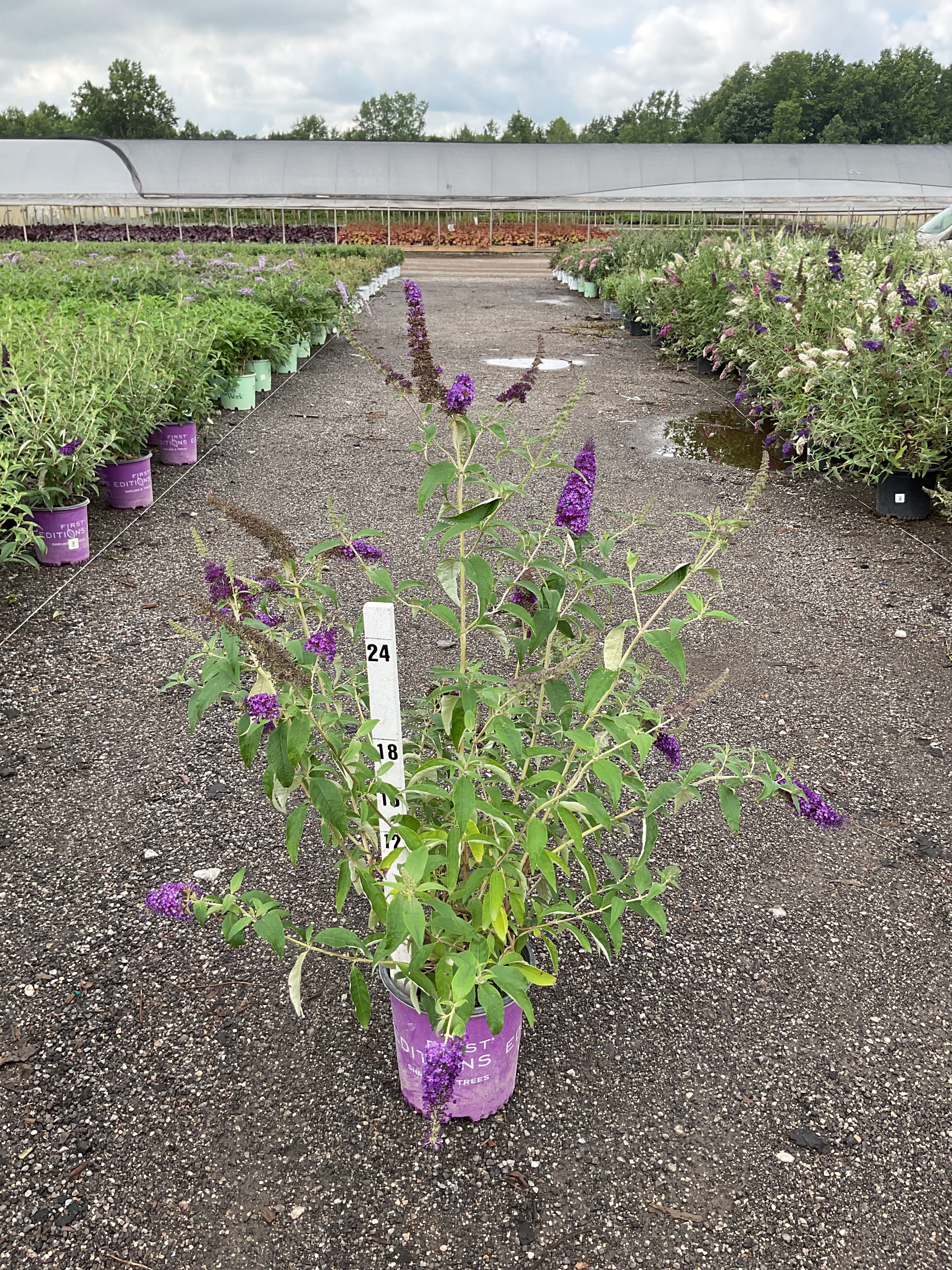 Buddleia ‘Groovy Grape'