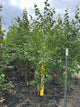 Betula 'P Prairie Dreams'