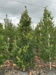 Quercus x 'Streetspire'