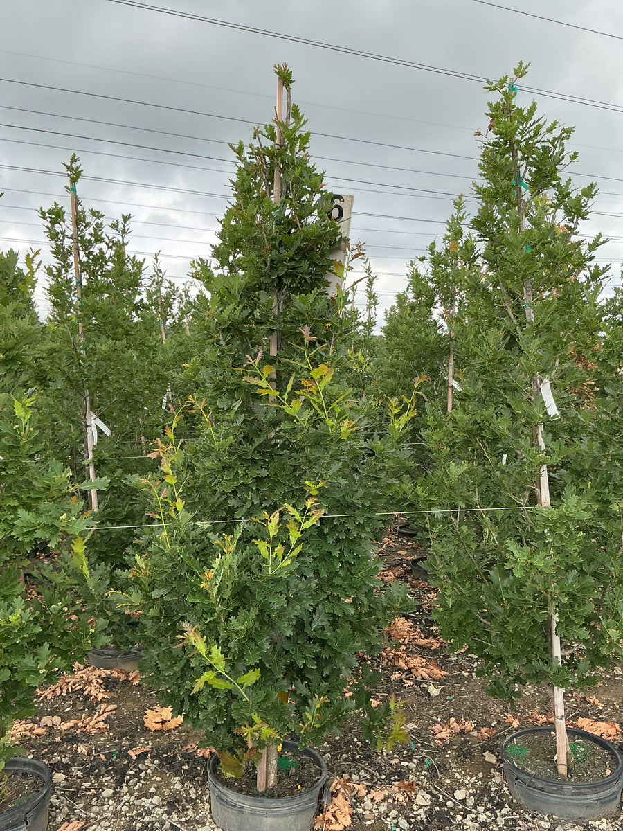Quercus x 'Streetspire' â€” G7 72