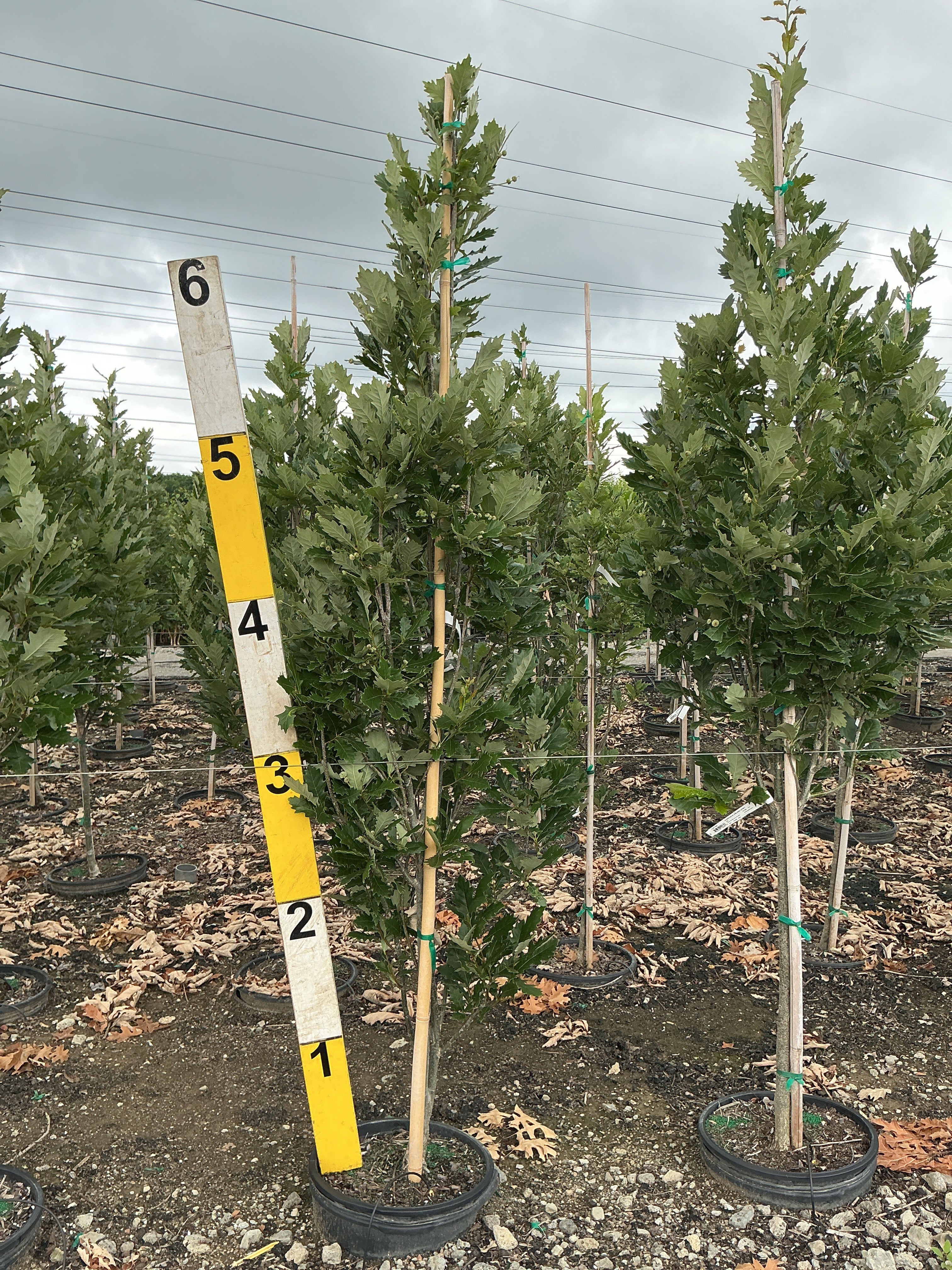 Quercus x 'Nadler'