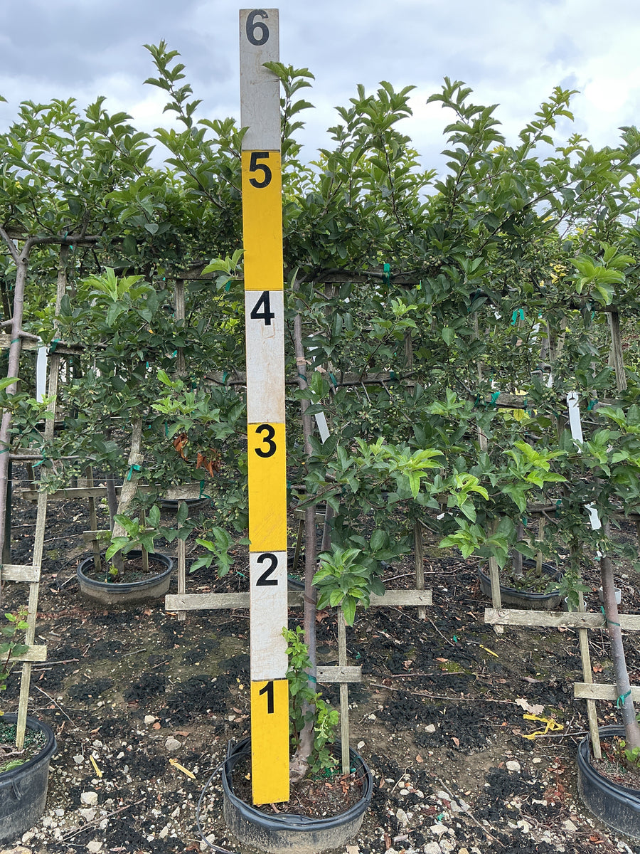 Malus sargentii â€” G7 48