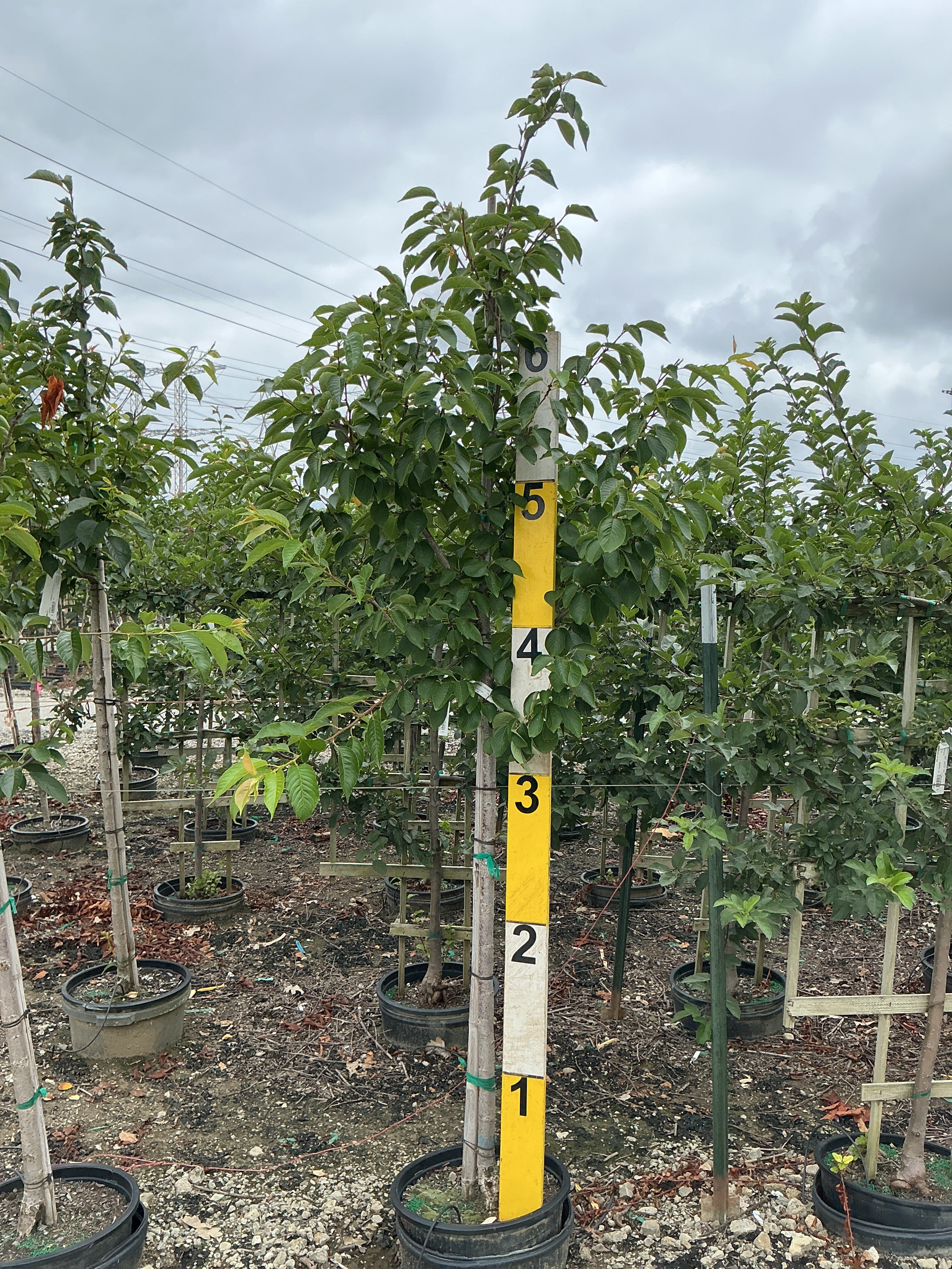 Prunus x yedoensis 'Yoshino'