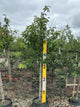 Prunus x yedoensis 'Yoshino'