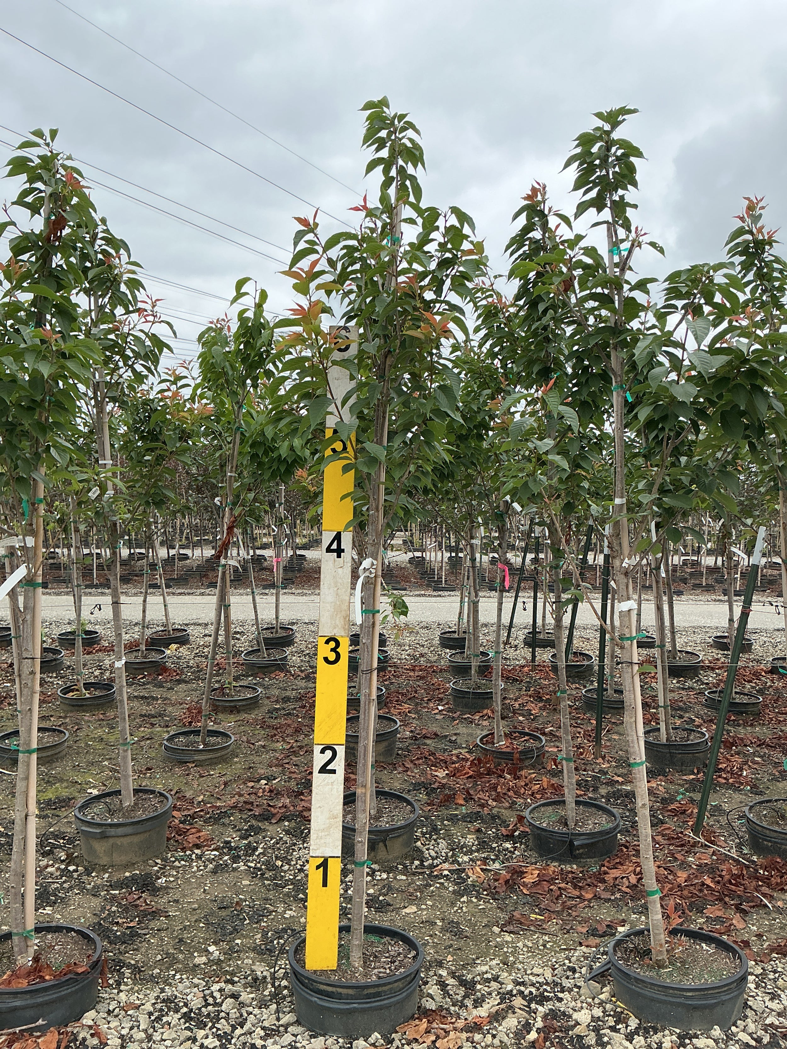 Prunus serrulata 'Kwanzan'