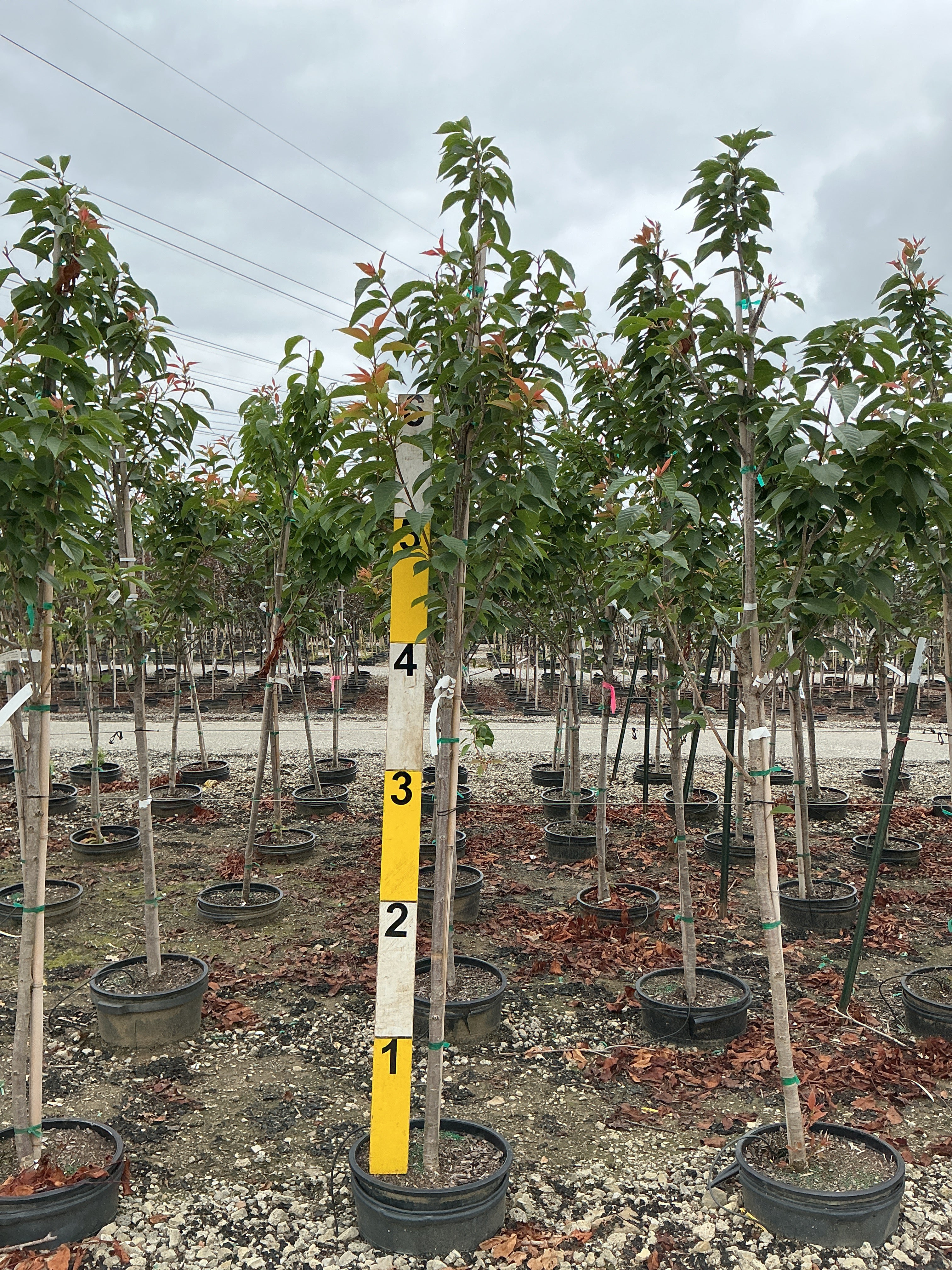 Prunus serrulata 'Kwanzan'