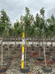 Prunus serrulata 'Kwanzan'