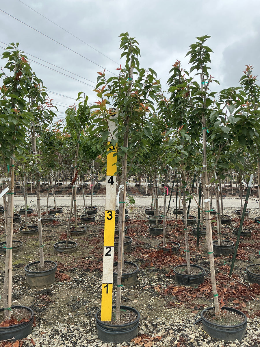 Prunus serrulata 'Kwanzan' â€” G7 72