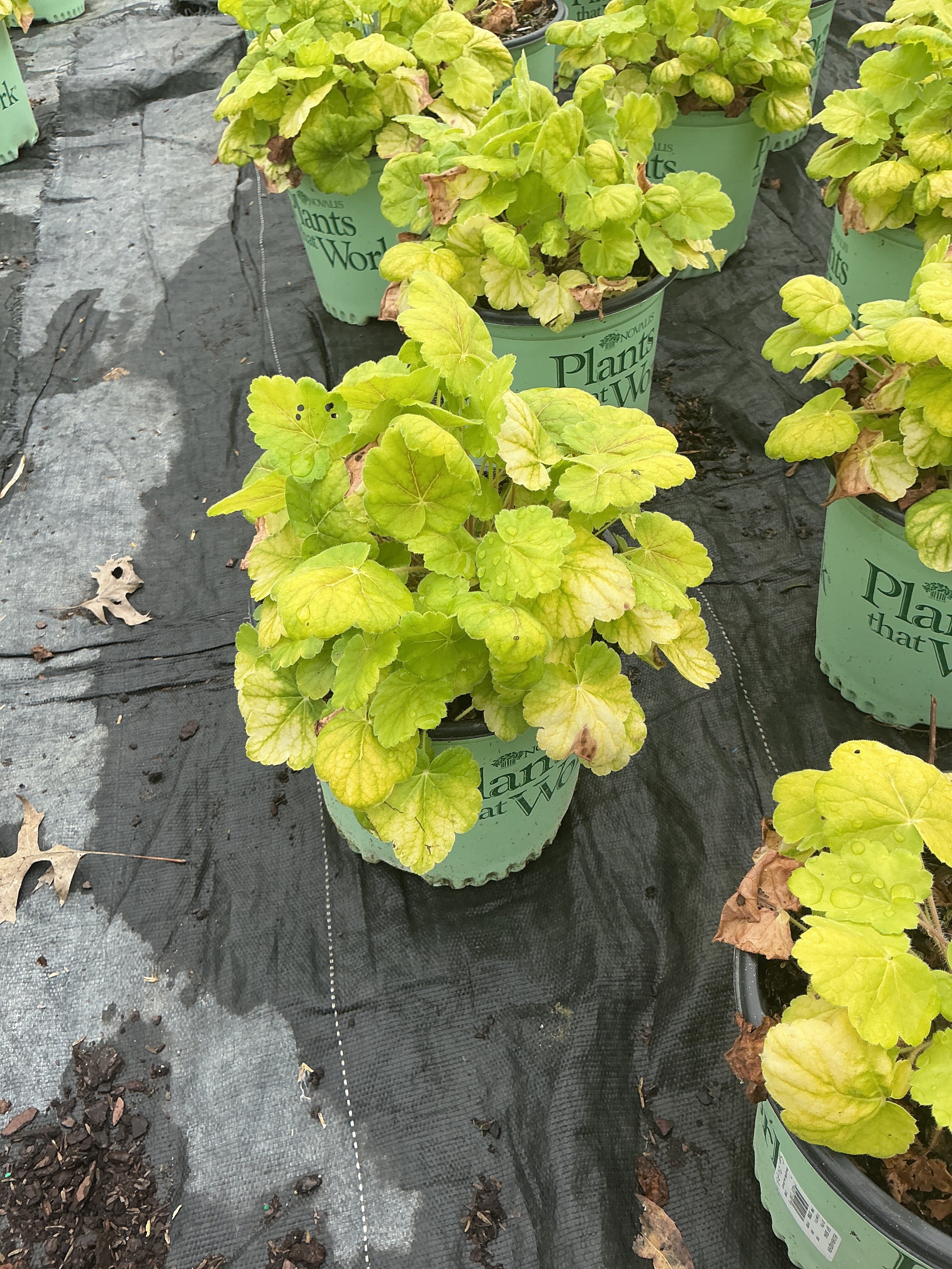 Heuchera 'Northern Exp. Sienna'