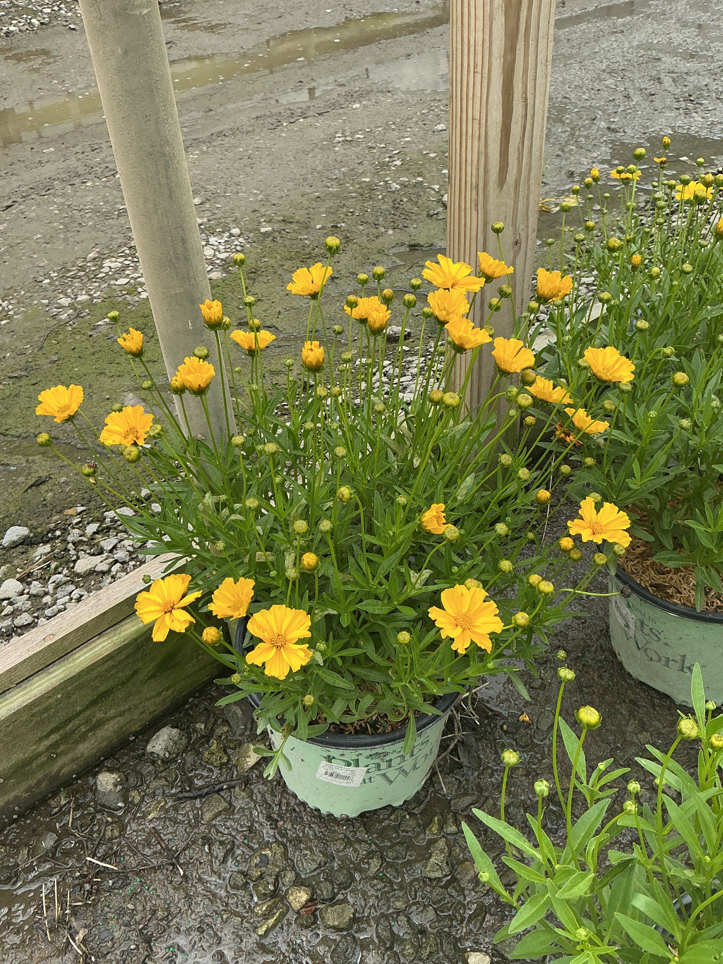 Coreopsis x 'Lil Bang Goldi Locks'