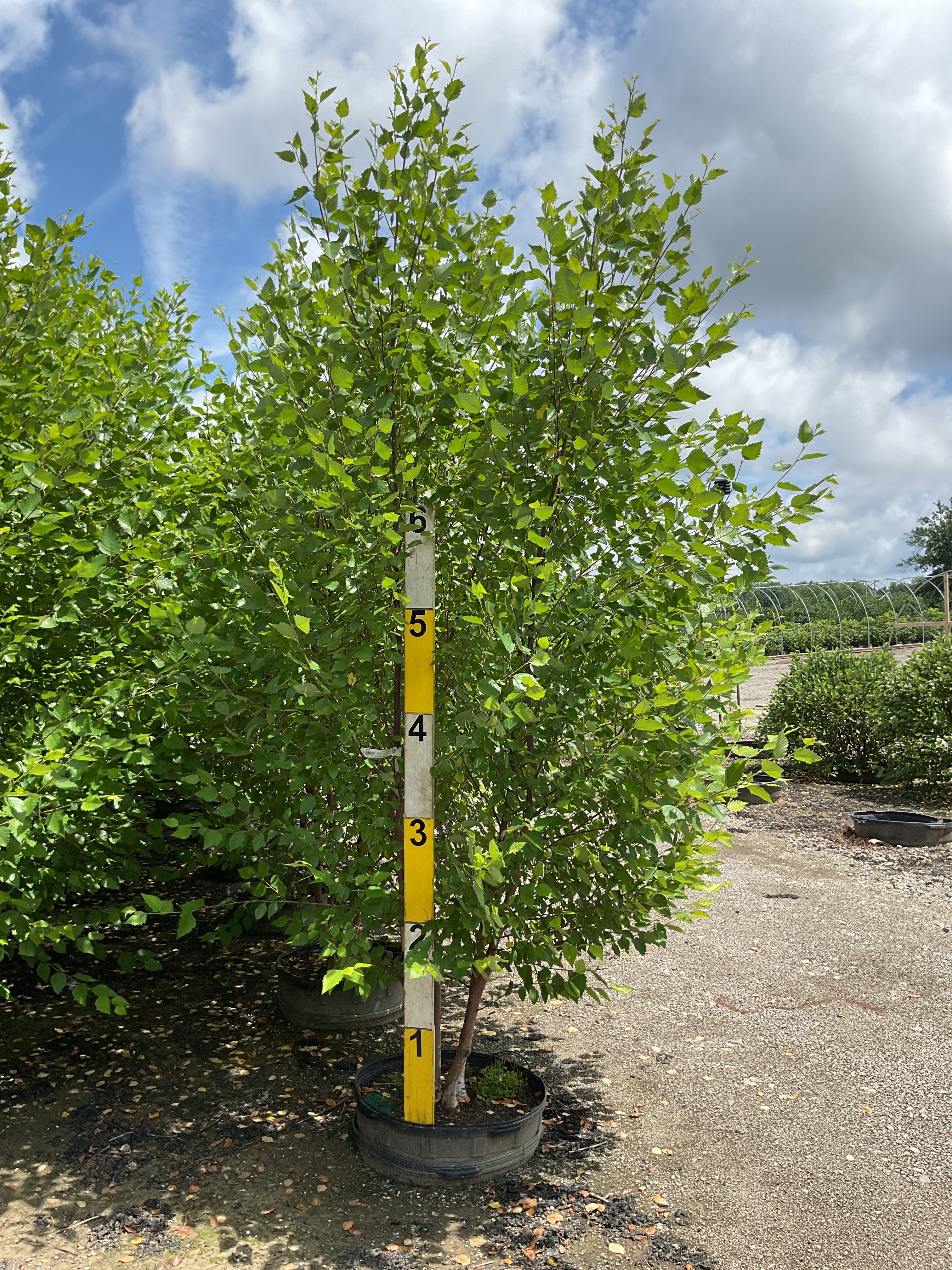 Betula nigra 'Cully'