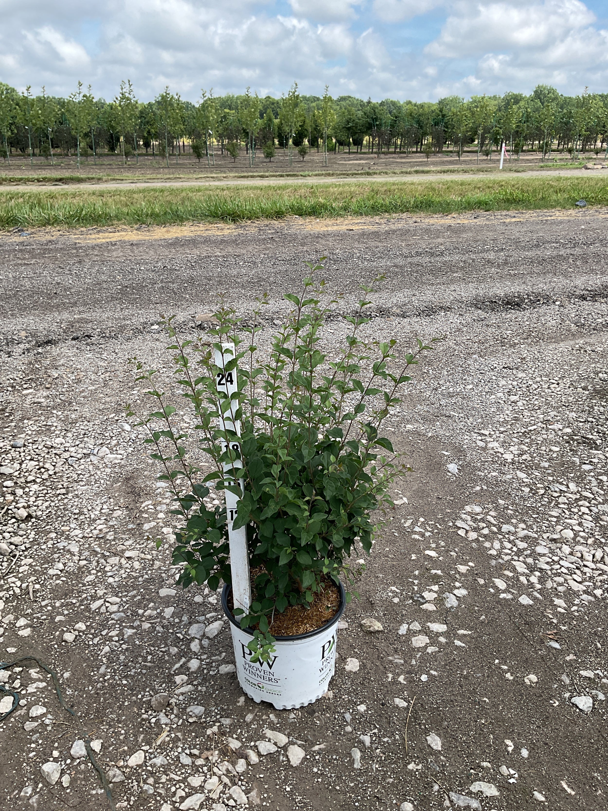 Syringa x 'Penda'