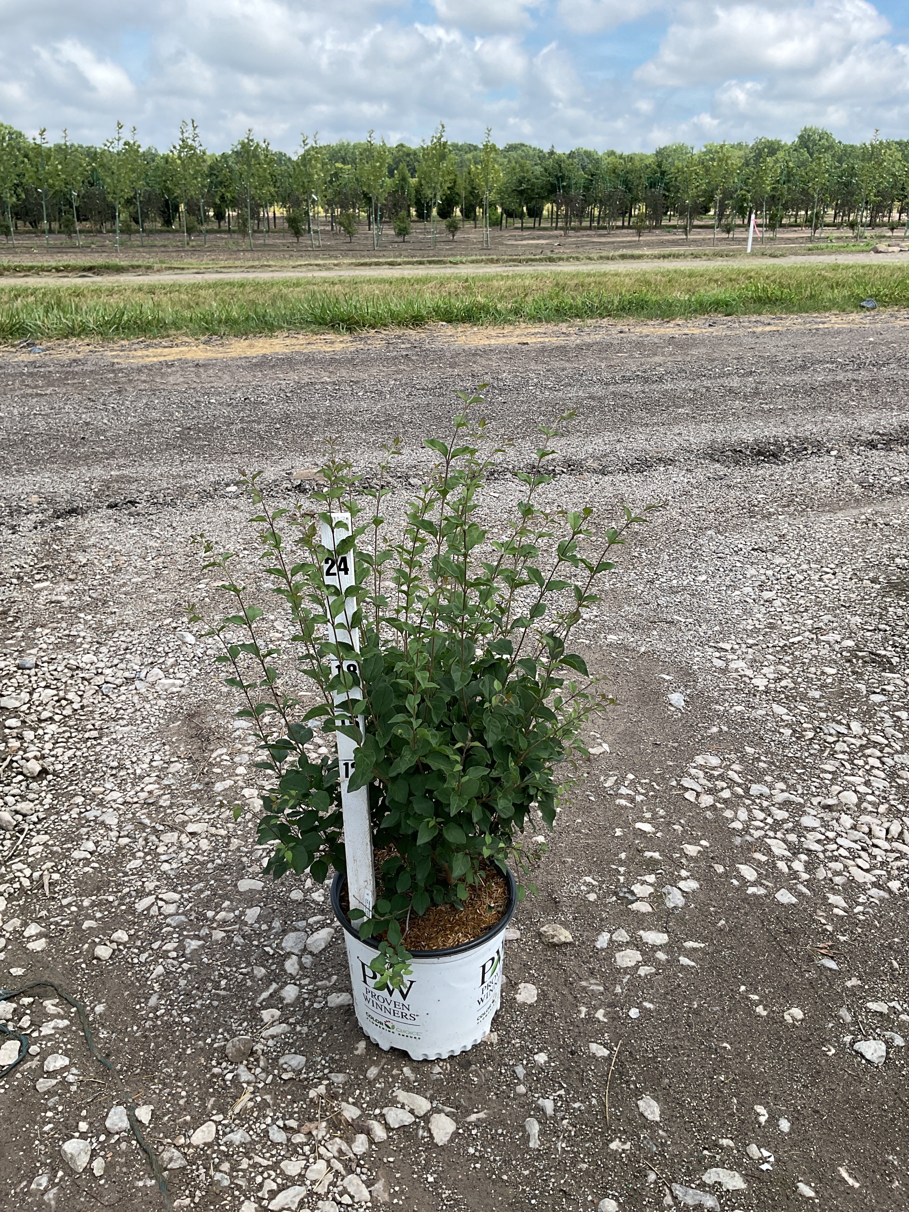 Syringa x 'Penda'