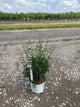 Syringa x 'Penda'