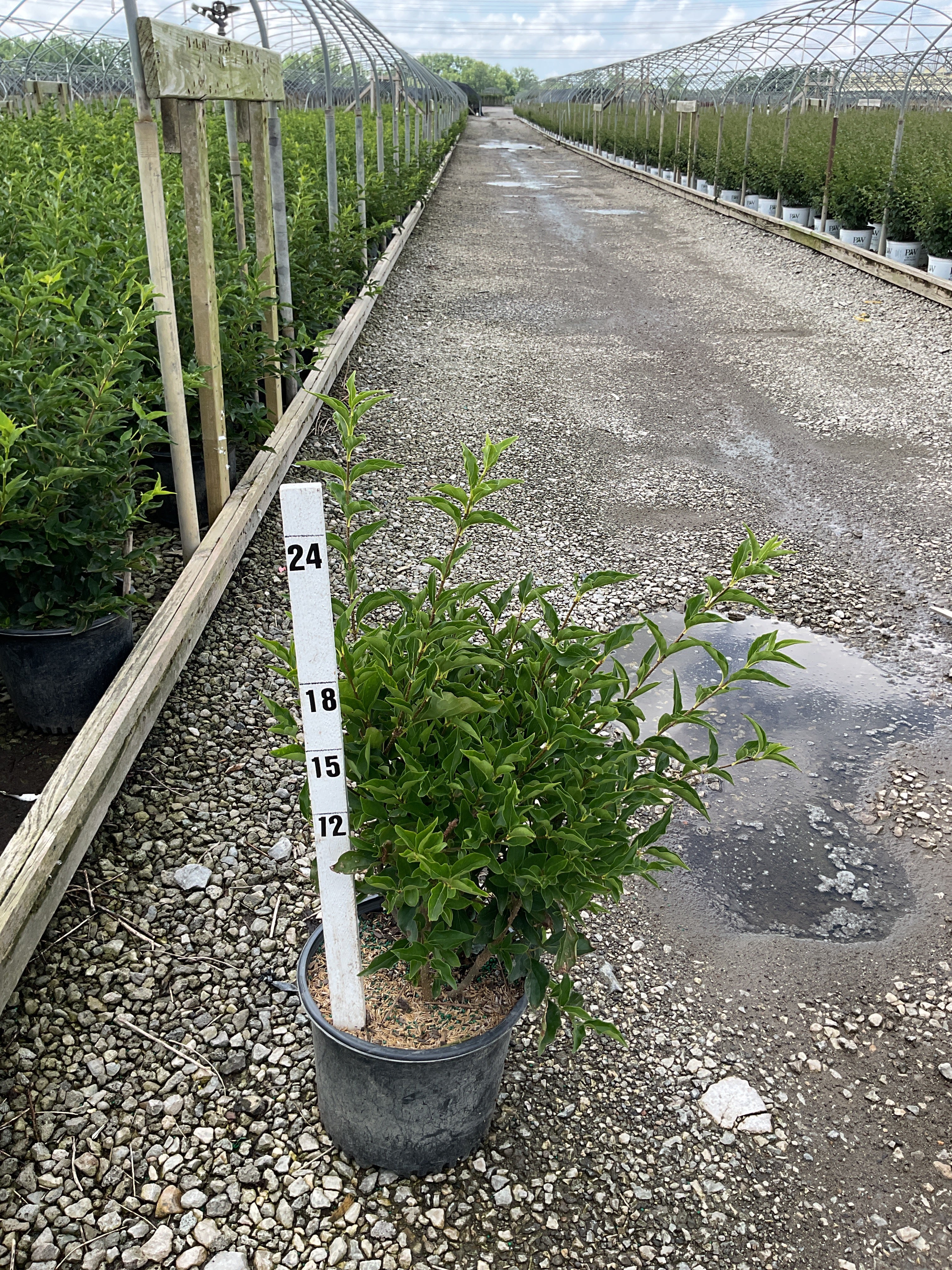 Syringa patula 'Miss Kim'