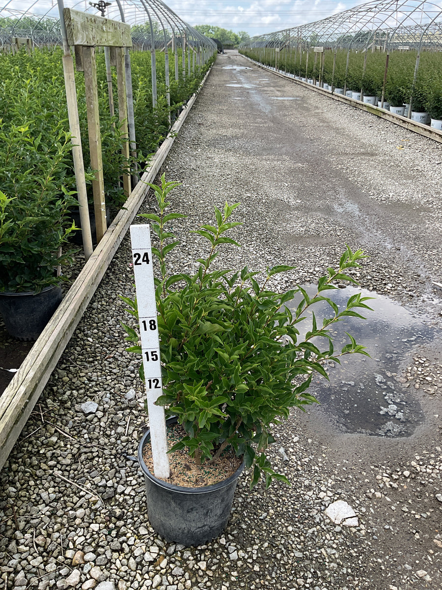 Syringa patula 'Miss Kim' â€” G3 15