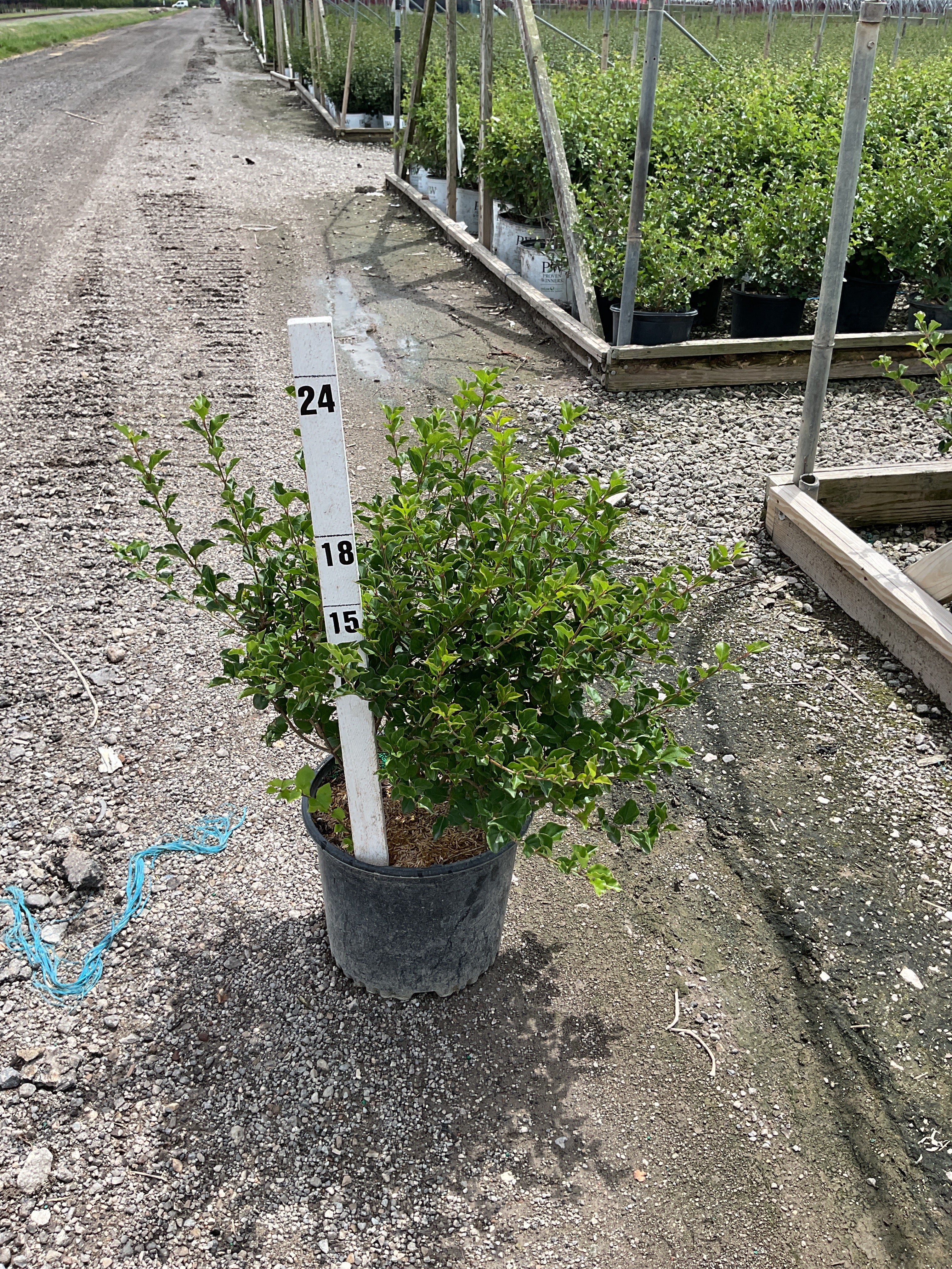 Syringa meyeri 'Palibin'