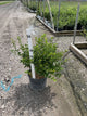 Syringa meyeri 'Palibin'