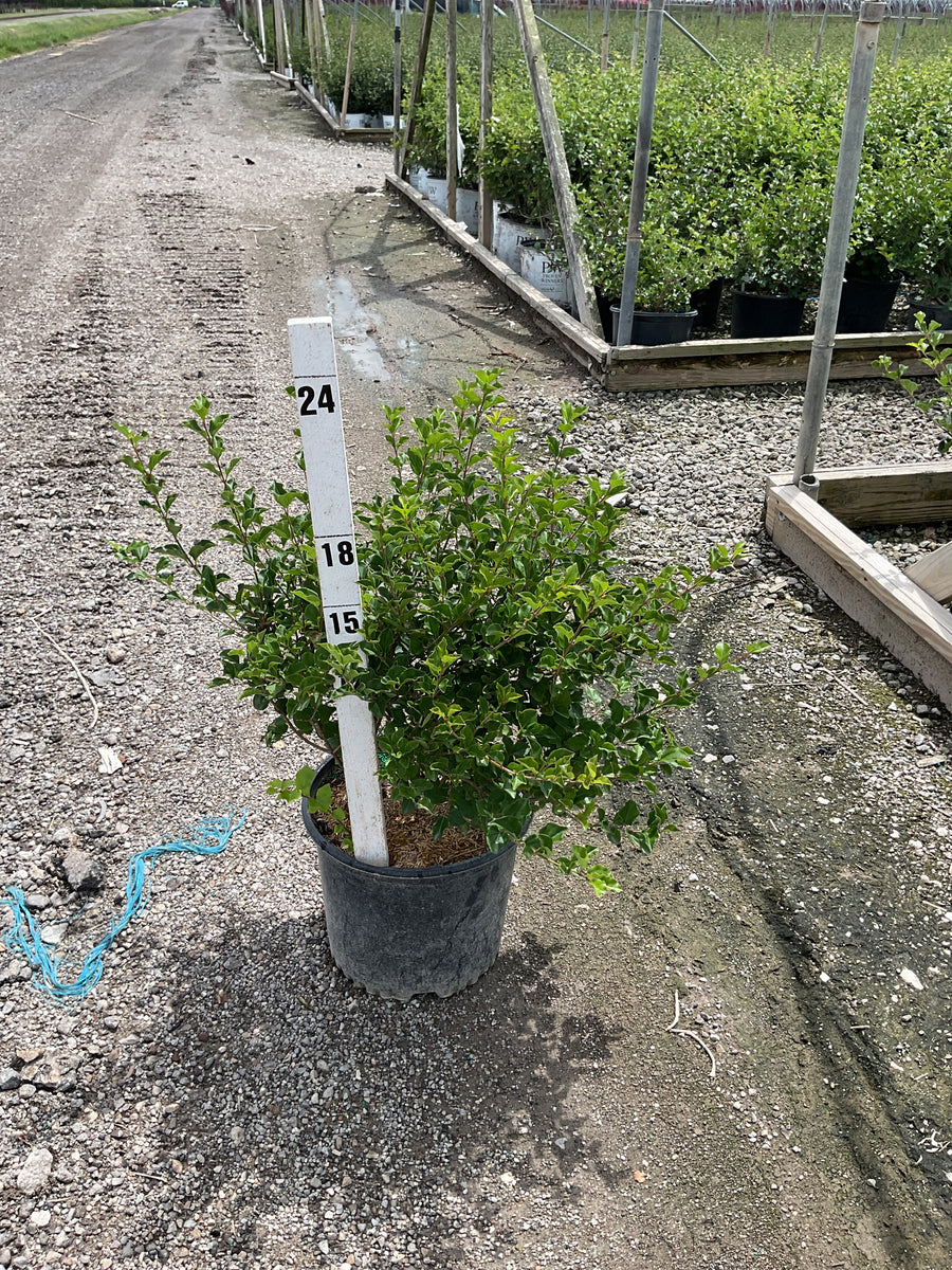 Syringa meyeri 'Palibin' â€” G3 12